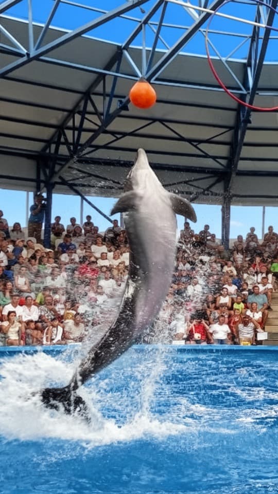 "Rio" Show at the Sochi Dolphinarium