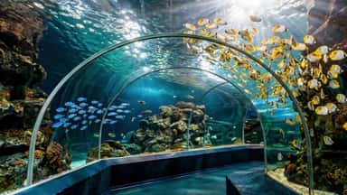 Sochi Discovery World Aquarium