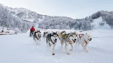 Husky Khutor